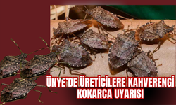 Ünye’de Üreticilere Kahverengi Kokarca Uyarısı