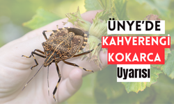 Ünye’de Kahverengi Kokarca Uyarısı: “Fındıkta Azaldı Diye Rehavete Kapılmayın”