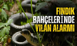 Fındık Bahçelerinde Yılan Alarmı