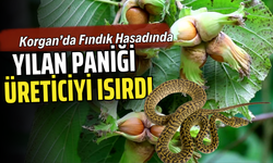Korgan’da Fındık Hasadında Yılan Paniği: Üreticiyi Isırdı