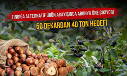 Fındığa Alternatif Ürün Arayışında Aronya Öne Çıkıyor! 50 Dekardan 40 Ton Hedefi