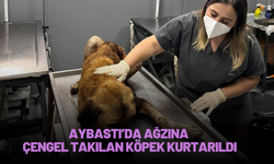 Aybastı’da Ağzına Çengel Takılan Köpek Kurtarıldı