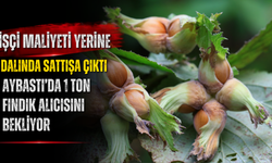 Aybastı’da 1 Ton Fındık Alıcısını Bekliyor