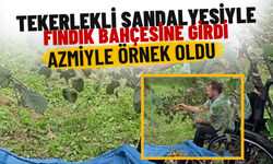 Tekerlekli Sandalyesiyle Fındık Bahçesine Girdi: Azmiyle Örnek Oldu