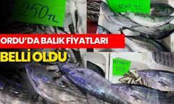 Ordu’da Balık Fiyatları Belli Oldu: Hamsi ve Mezgit 250 TL