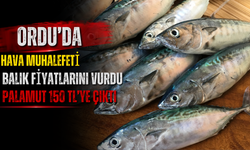 Ordu’da Hava Muhalefeti Balık Fiyatlarını Vurdu: Palamut 150 TL’ye Çıktı