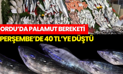 Ordu’da Palamut Fiyatı Dibe Vurdu: Perşembe’de 40 TL’ye Düştü
