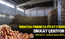 Ordu’da Fındıkta Fiyat Farkı Dikkat Çekiyor: TMO 250 TL, Serbest Piyasa 190 TL