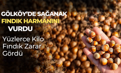 Gölköy’de Sağanak Fındık Harmanını Vurdu: Yüzlerce Kilo Fındık Zarar Gördü