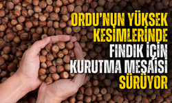 Ordu’nun Yüksek Kesimlerinde Fındık İçin Kurutma Mesaisi Sürüyor
