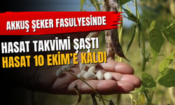 Akkuş Şeker Fasulyesinde Hasat Takvimi Şaştı: Hasat 10 Ekim’e Kaldı