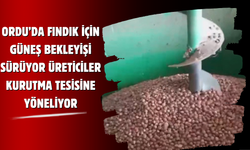 Ordu’da Fındık İçin Güneş Bekleyişi Sürüyor: Üreticiler Kurutma Tesisine Yöneliyor