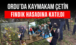 Ordu’da Kaymakam Çetin, Fındık Hasadına Katıldı