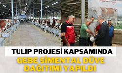 TULIP Projesi Kapsamında Gebe Simental Düve Dağıtımı Yapıldı
