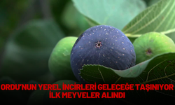 Ordu’nun Yerel İncirleri Geleceğe Taşınıyor: İlk Meyveler Alındı