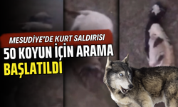 MESUDİYE’DE KURT SALDIRISI: 50 KOYUN İÇİN ARAMA BAŞLATILDI