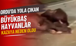 Ordu’da Yola Çıkan Büyükbaş Hayvanlar Kazaya Neden Oldu