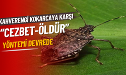 Kahverengi Kokarcaya Karşı “Cezbet-Öldür” Yöntemi Devrede