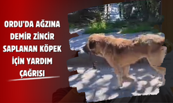Ordu’da Ağzına Demir Zincir Saplanan Köpek İçin Yardım Çağrısı