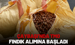 Çaybaşı’nda TMO Fındık Alımına Başladı