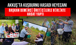 Akkuş’ta Kuşburnu Hasadı Heyecanı: Başkan Demirci Üreticilerle Birlikte Hasat Yaptı