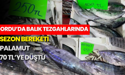 Ordu’da Balık Tezgahlarında Sezon Bereketi: Palamut 70 TL’ye Düştü