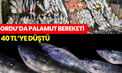 Ordu’da Palamut Fiyatları Dibi Gördü! 40 TL’ye Düştü