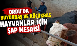 Ordu’da Büyükbaş ve Küçükbaş Hayvanlar İçin Şap Mesaisi