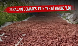 Seradaki Domateslerin Yerini Fındık Aldı