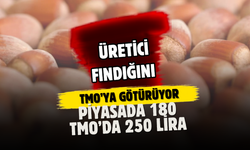 Üretici Fındığını TMO’ya Götürüyor: Piyasada 180, TMO’da 250 Lira