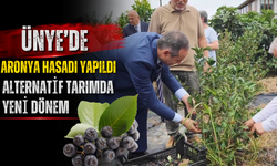 Ünye’de Aronya Hasadı Yapıldı: Alternatif Tarımda Yeni Dönem