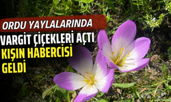 Ordu Yaylalarında Vargit Çiçekleri Açtı: Kışın Habercisi Geldi