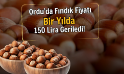 Ordu’da Fındık Fiyatı Bir Yılda 150 Lira Geriledi!