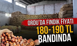 Ordu’da Fındık Fiyatı 180-190 TL Bandında