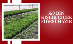Ordu’nun Çiçekleri Büyükşehir’in Serasında Yetişiyor Ordu Büyükşehir Belediyesi, kentin park ve bahçelerinde kullanılac
