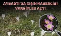AYBASTI’DA KIŞIN HABERCİSİ VARGİTLER AÇTI