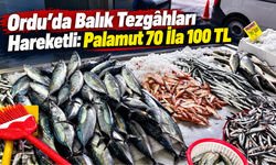 Ordu’da Balık Tezgâhları Hareketli: Palamut 70 İla 100 TL