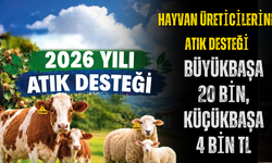 Hayvan Üreticilerine Atık Desteği: Büyükbaşa 20 Bin, Küçükbaşa 4 Bin TL