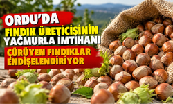 Ordu’da Fındık Üreticisinin Yağmurla İmtihanı: Çürüyen Fındıklar Endişelendiriyor