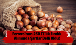 Ferrero’nun 250 TL’lik Fındık Alımında Şartlar Belli Oldu!