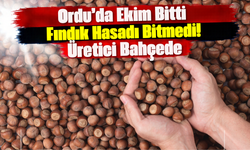 Ordu’da Ekim Bitti, Fındık Hasadı Bitmedi! Üretici Bahçede