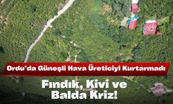 Ordu’da Güneşli Hava Üreticiyi Kurtarmadı: Fındık, Kivi ve Balda Kriz!