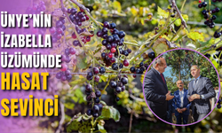 Ünye’nin İzabella Üzümünde Hasat Sevinci