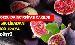 Ordu’da İncir Fiyatı Çakıldı! 500 Liradan 100 Liraya Düştü