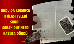 Ordu’da Kokarca İstilası Evleri Sardı: Sabah Rutinleri Kabusa Döndü