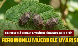 Kahverengi Kokarca Yeniden Binalara Akın Etti! Feromonlu Mücadele Uyarısı