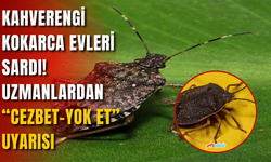 Kahverengi Kokarca Evleri Sardı! Uzmanlardan “Cezbet-Yok Et” Uyarısı
