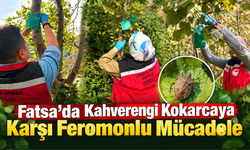 Fatsa’da Kahverengi Kokarcaya Karşı Feromonlu Mücadele