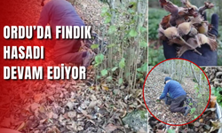 Ordu’da Fındık Hasadı Devam Ediyor