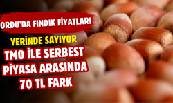 Ordu’da Fındık Fiyatları Yerinde Sayıyor: TMO ile Serbest Piyasa Arasında 70 TL Fark
